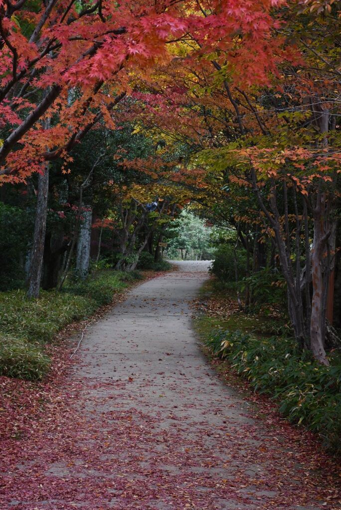 三景園　2022秋　２