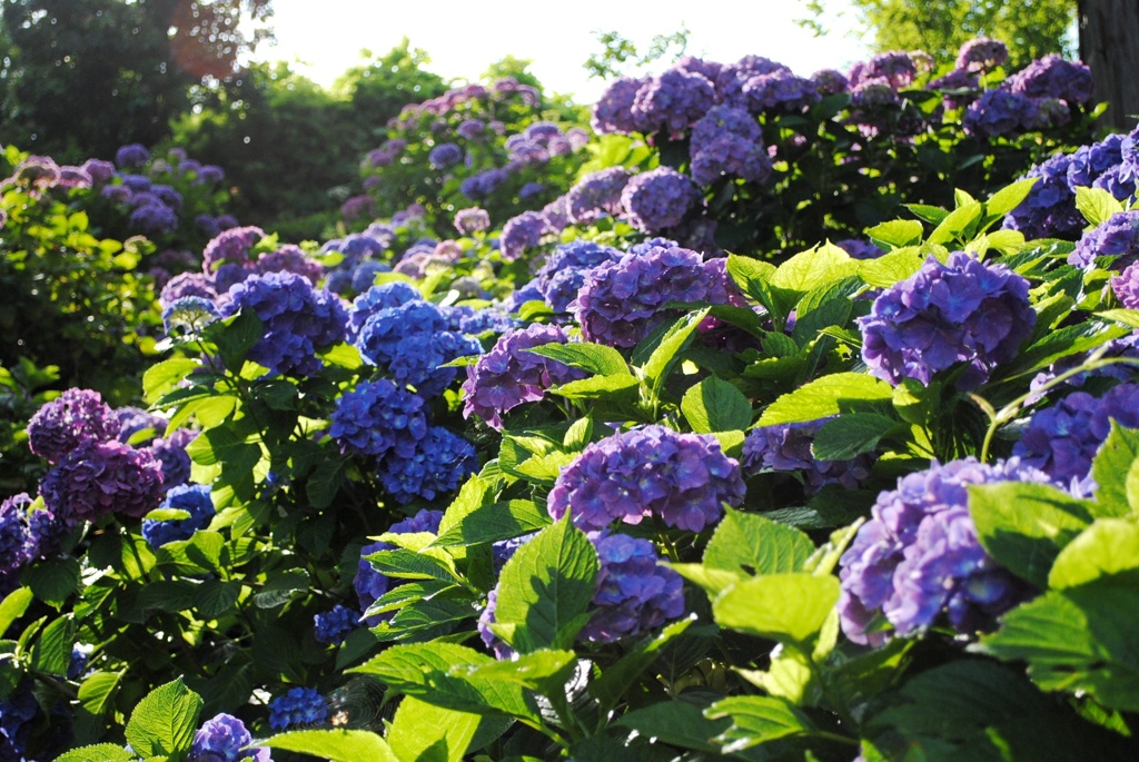 紫陽花　８