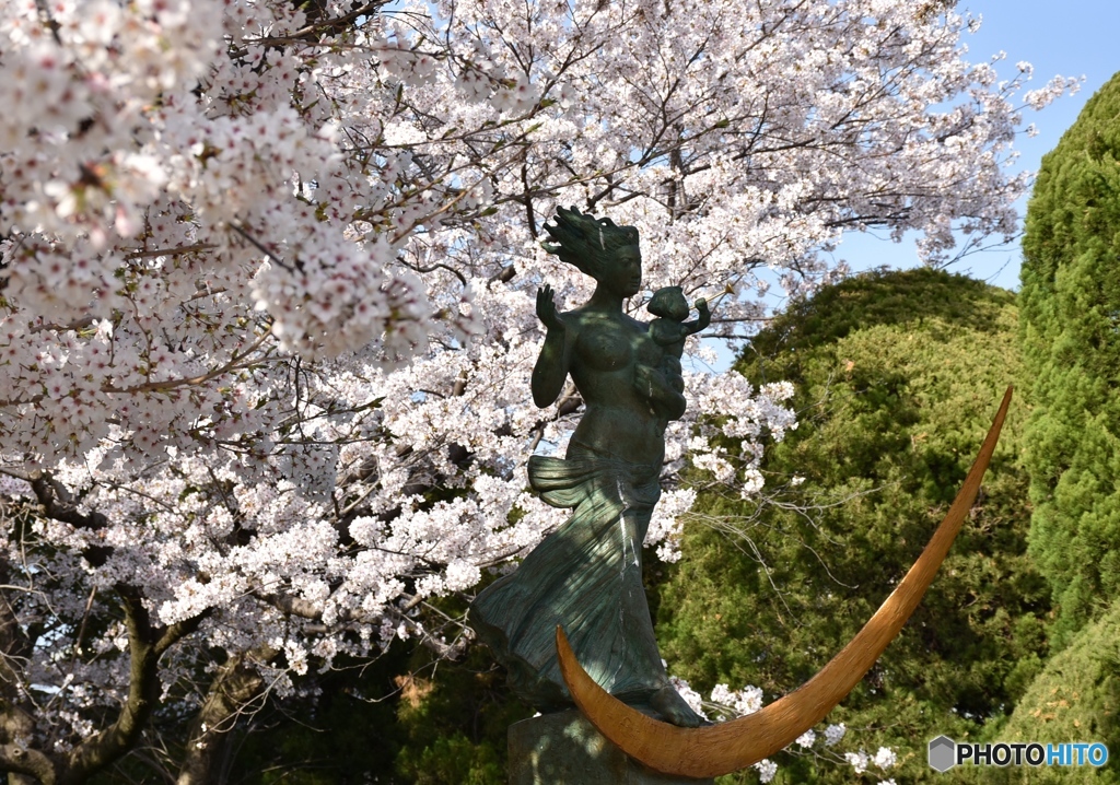 平和記念公園の桜　７