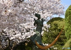 平和記念公園の桜　７