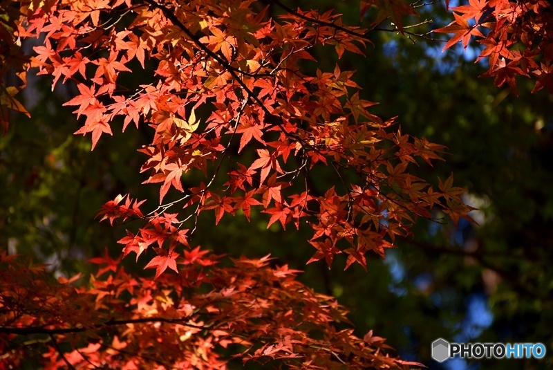 佛通寺の紅葉　２