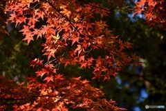 佛通寺の紅葉　２