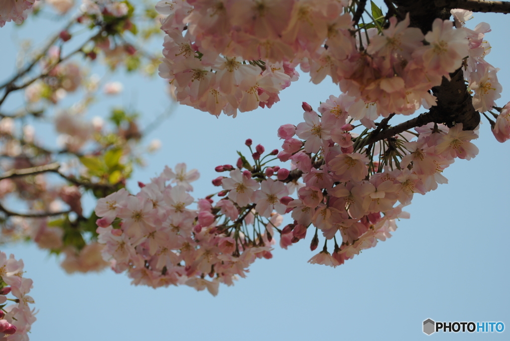 花のまわりみち　２