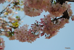 花のまわりみち　２