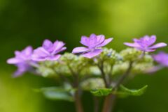 紫陽花　11