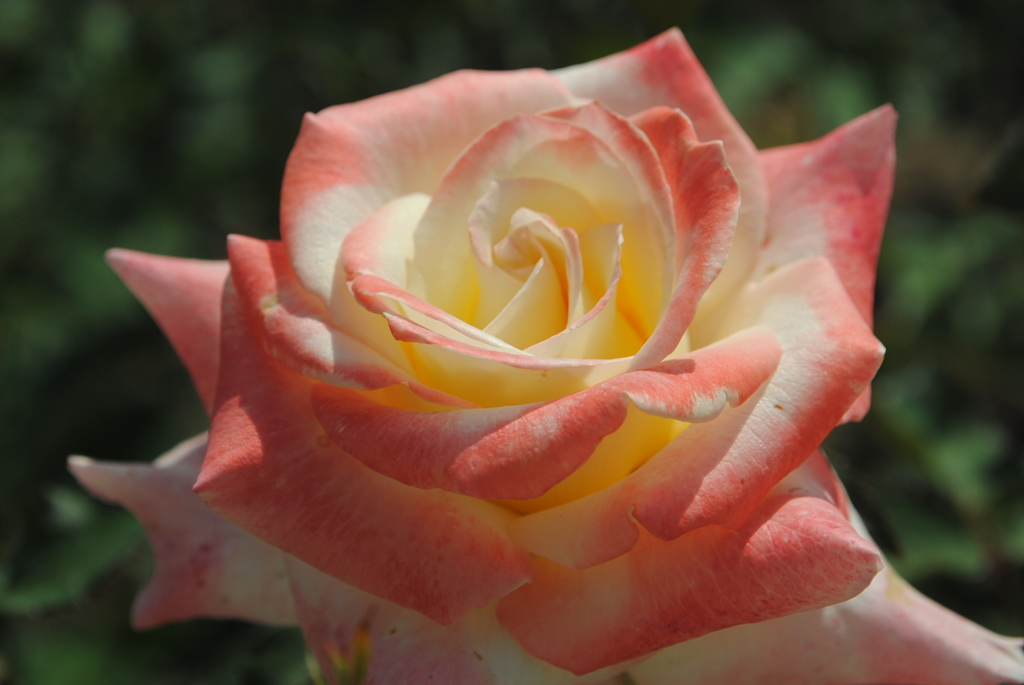 ヒロシマ　チルドレン