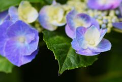紫陽花　25