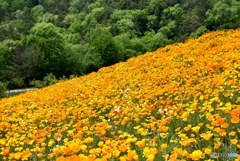 カリフォルニアポピー