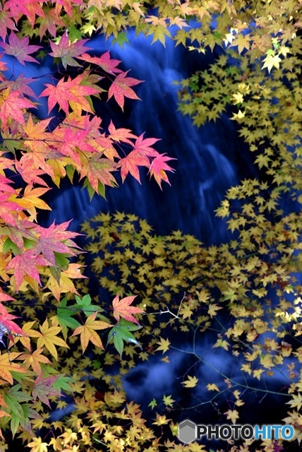 三景園の紅葉２
