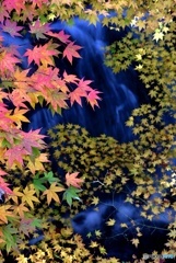 三景園の紅葉２