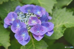 三景園の紫陽花　２７