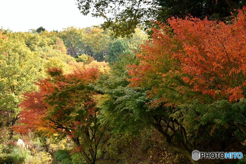 三景園の紅葉　２１