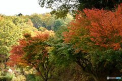 三景園の紅葉　２１