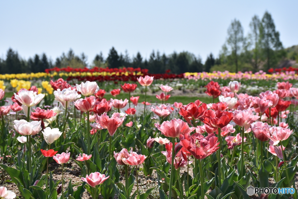 チューリップ　５