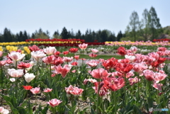 チューリップ　５