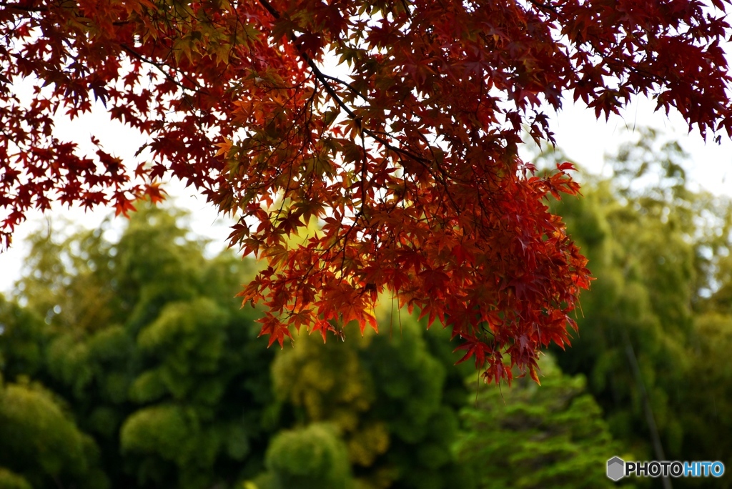 縮景園にて　２