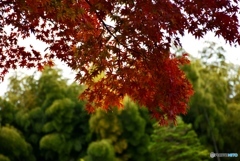 縮景園にて　２