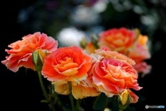 バラ・薔薇　１４