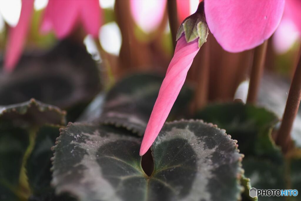 ピンクのパラソル　３