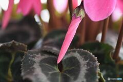 ピンクのパラソル　３