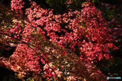 三景園の紅葉　８