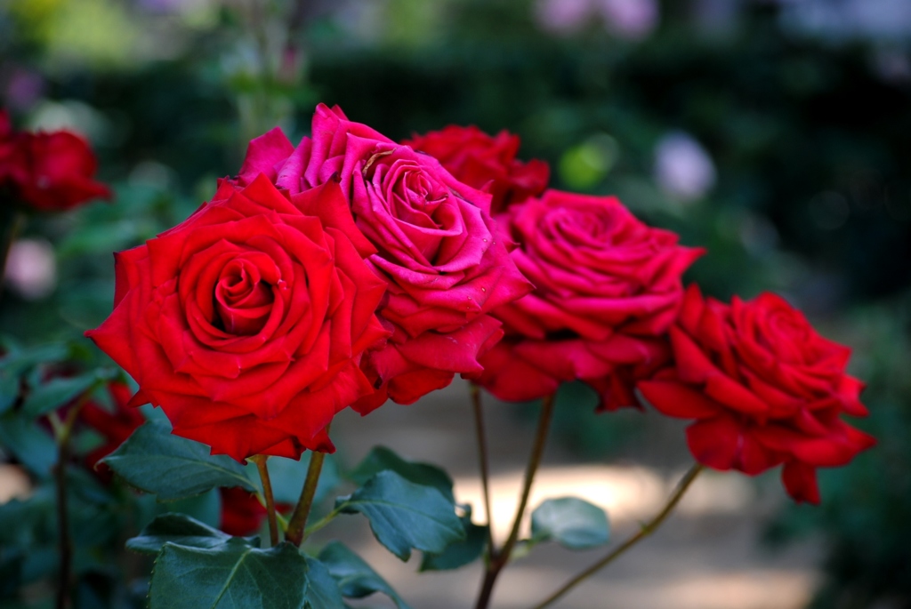 バラ・薔薇　３