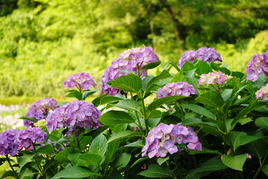 紫陽花　１１
