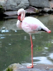 フラミンゴ