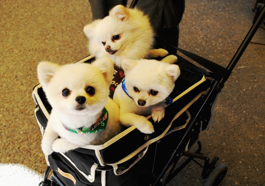 ポメ三兄弟？？