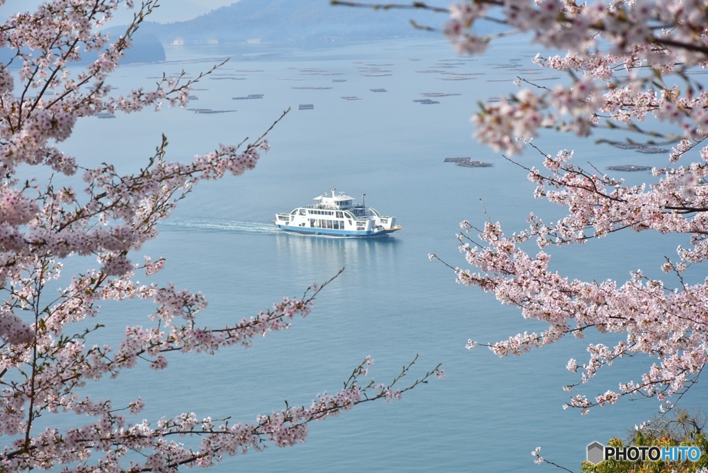正福寺山公園の桜　５