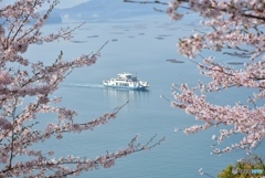 正福寺山公園の桜　５