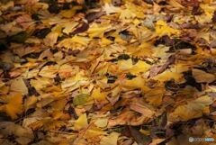 落葉　３
