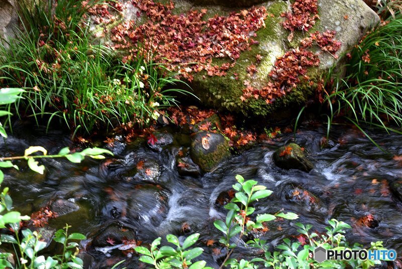 三景園の紅葉　１７