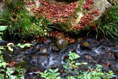 三景園の紅葉　１７