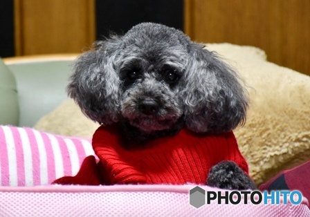 ジジは元気です！　２