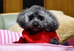 ジジは元気です！　２