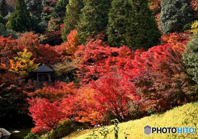 三景園の紅葉　２３