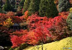 三景園の紅葉　２３