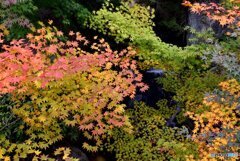 三景園の紅葉　９