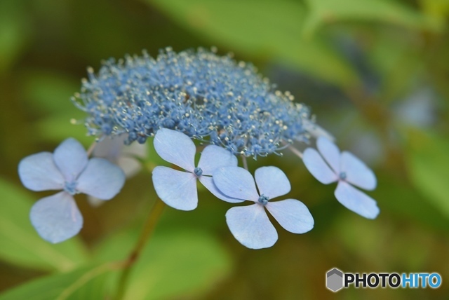 三景園の紫陽花　１７