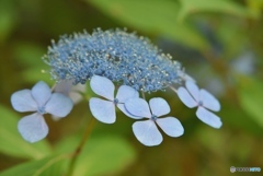 三景園の紫陽花　１７