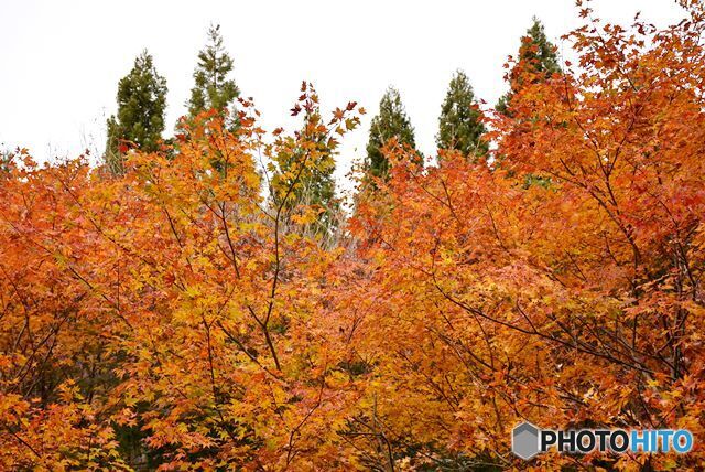 三景園の紅葉　１１