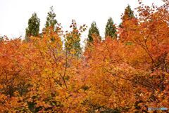 三景園の紅葉　１１