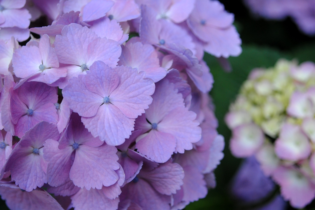 紫陽花　４
