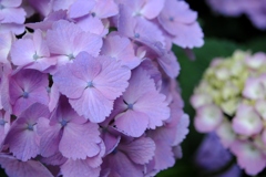 紫陽花　４