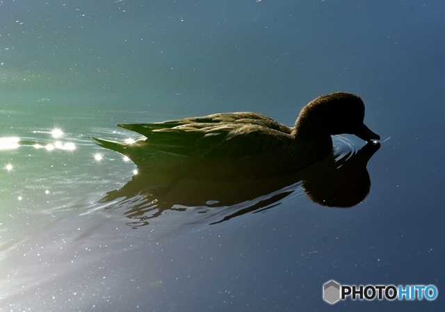 ヒドリガモ　７