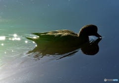 ヒドリガモ　７