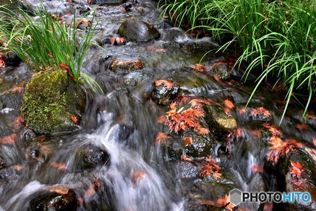 三景園の紅葉　１３
