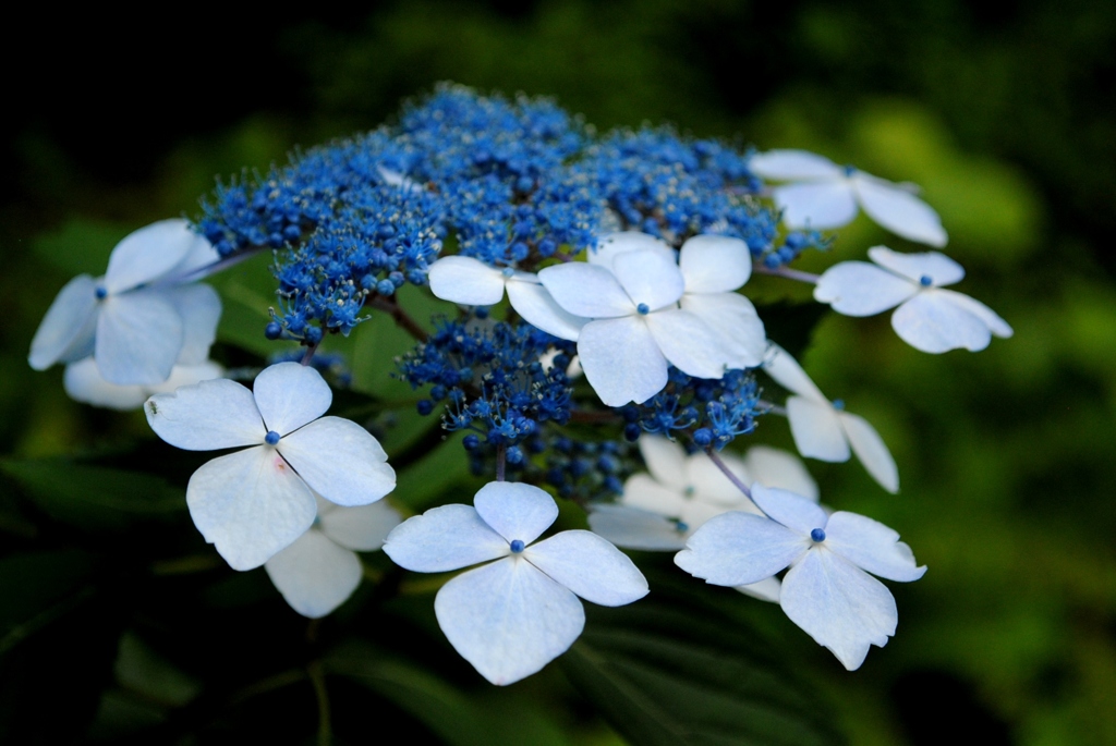 紫陽花　１３