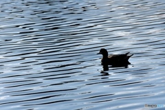 ヒドリガモ　５